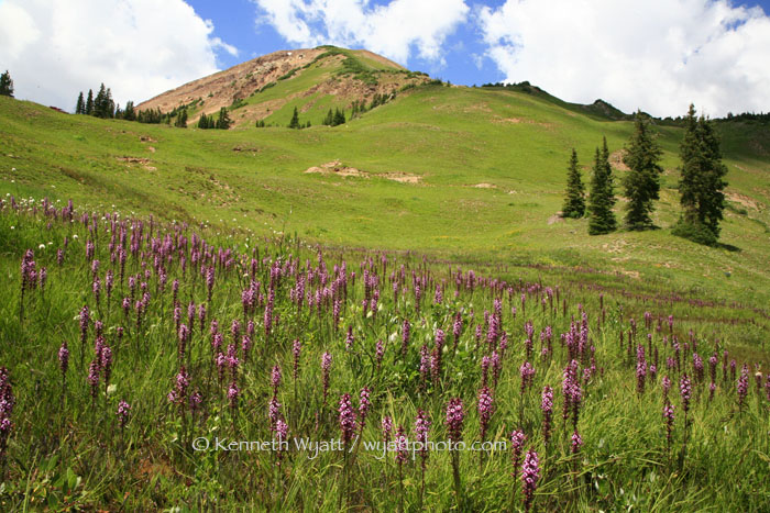 flowers, wildflowers, Crested Butte, Colorado, meadow, alpin photo